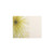 Cream Flower Blank Florist Cards (Pack of 50)