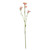 Light Pink Belamcanda Chinensis Spray (60cm)
