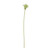 Green Agapanthus Stem (77cm)