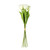 Essential Cream Small Parrot Tulip Bunch (6 Stems)