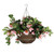 Fuchsia Hanging Basket