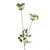 Green Anethum Spray