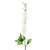 Delphinium Cream (90cm)