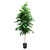 Silver Birch Tree Potted Plant (6ft)