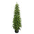 Green Pine Tree Potted (183cm)