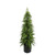 Green Pine Tree Potted (152cm)