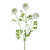Cream Ranunculus Spray (65cm)