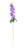 Esssential Lavender Arundel Garden Delphinium (77cm)