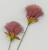 Burgundy PomPom Spray (72cm)