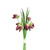 Burgundy Fritillaria Bunch (20cm)