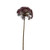 Dark Pink Anethum (Dill) Stem