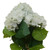 Cream Hydrangea Bush