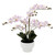Light Pink Orchid with 5 Stems in White Ceramic Pot (63cm H)