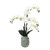 White Orchid with 4 Stems in Grey Ceramic Pot (66cm H)