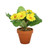 Yellow Small Primula Bush in Terracotta Pot (8.5cm)