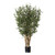 Green Olive Tree Potted (76cm H)