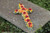 Naylorbase Crosses 33 inch