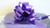 Purple Pullbow 50mm