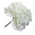 White Single Carnations (12 Stems)