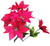 Red Poinsettia Bush x 7
