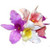 11 inch Orchid Pick - Assorted 11 inch Orchid Pick - Assorted