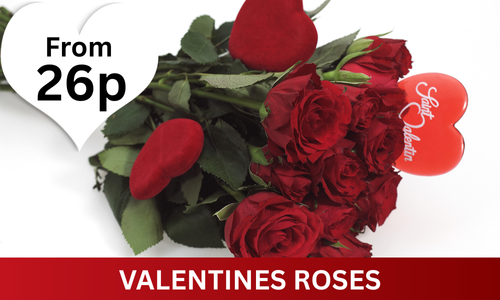 Valentine Roses 