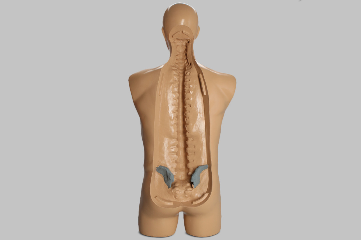 Using Human Torso Anatomy Models in Medical Training Using Human Torso Anatomy Models in Medical Training