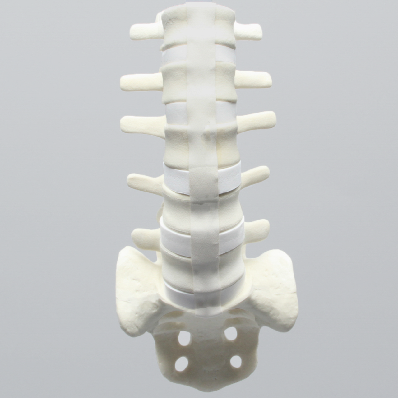 Spine, Lumbar with Ligaments, L1-Sacrum, Foam Cortical - Sawbones