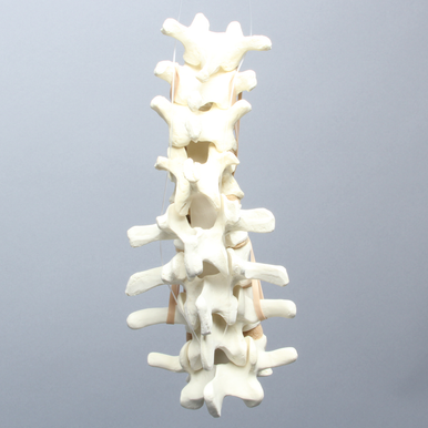 Spine, T9-L4, with L1 Burst, Foam Cortical - Sawbones