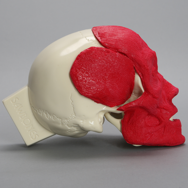 Adult Skull Model Solid Foam | Sawbones