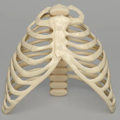 Acute Innovations Rib System SYMBA™ Model | Sawbones