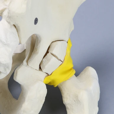 Full Male Pelvis Model, Acetabular Fracture | Sawbones