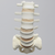 Spine, Lumbar with Tan Discs and Single Ligament, Solid Foam Spine, Lumbar with Tan Discs and Single Ligament, Solid Foam