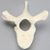 Vertebra, T5, Foam Cortical Vertebra, T5, Foam Cortical