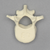 Vertebra, L3, Pediatric, Solid Foam Vertebra, L3, Pediatric, Solid Foam