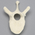 Vertebra, T10, Foam Cortical Vertebra, T10, Foam Cortical