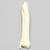 Canine Radius and Ulna, Solid Foam Canine Radius and Ulna, Solid Foam