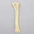 Equine Foal Tibia with Fracture Equine Foal Tibia with Fracture