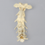 Canine Cervical Vertebrae, Solid Foam Canine Cervical Vertebrae, Solid Foam
