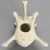 Canine Vertebra, L2, Solid Foam Canine Vertebra, L2, Solid Foam