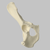 Canine Hemi Pelvis, Right Canine Hemi Pelvis, Right