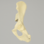 Canine Hemi Pelvis with Vise Attachment, Left Canine Hemi Pelvis with Vise Attachment, Left