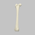 Canine Femur with Hollow Canal Canine Femur with Hollow Canal