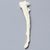 Canine Ulna, Solid Foam, Medium Canine Ulna, Solid Foam, Medium