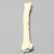 Canine Radius with Midshaft Transverse Fracture, Solid Foam, Left Canine Radius with Midshaft Transverse Fracture, Solid Foam, Left