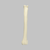 Canine Radius, Solid Foam, Left