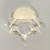 Vertebra L5 with Replaceable Insert, Transparent Cortical Vertebra L5 with Replaceable Insert, Transparent Cortical