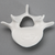 Vertebra, L5, Solid White Plastic Vertebra, L5, Solid White Plastic