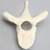 Vertebra, T8, Foam Cortical Vertebra, T8, Foam Cortical