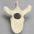 Vertebra, T7, Foam Cortical Vertebra, T7, Foam Cortical